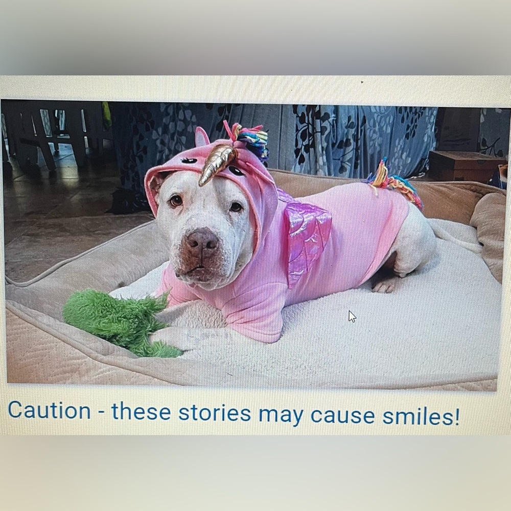I heart Poshmark...portion of sales going to local animal shelter!
